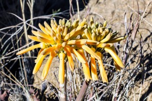 Aloe maculata