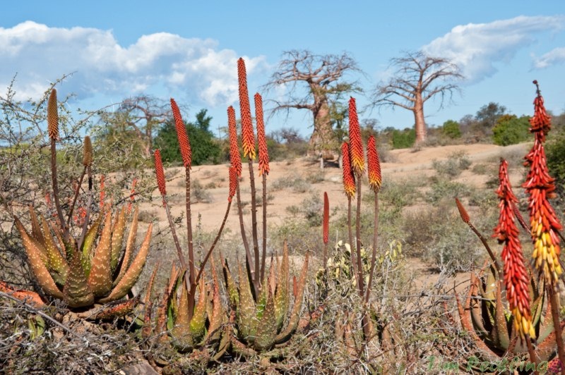 Aloe Aculeata