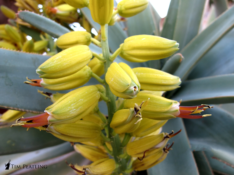 Aloe dichotoma