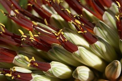 Aloe speciosa