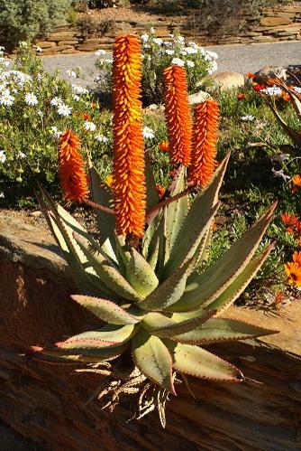 Aloe broomii