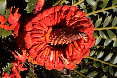 Encephalartos ferox female cone