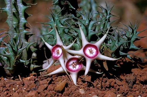 Huernia verekeri